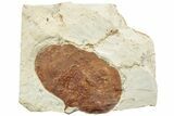 Fossil Leaf (Zizyphoides) - Montana #223816-1